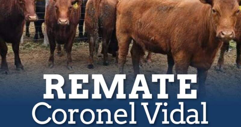 Gordo, invernada y cría