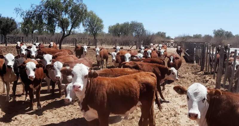 Informes CREA y ROSGAN