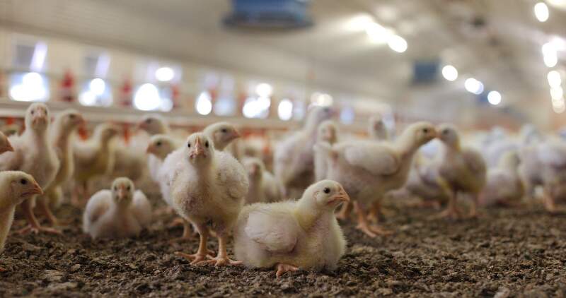 Urge reforzar la bioseguridad 