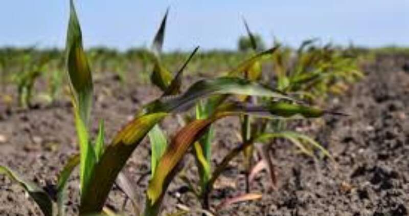 Las mezclas y proporciones permiten optimizar la fertilización y reducir pérdidas