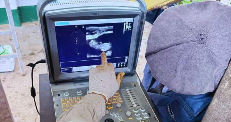 Se desarrolló una herramienta para el manejo reproductivo bovino que permite realizar un diagnóstico híper-precoz del estado gestacional