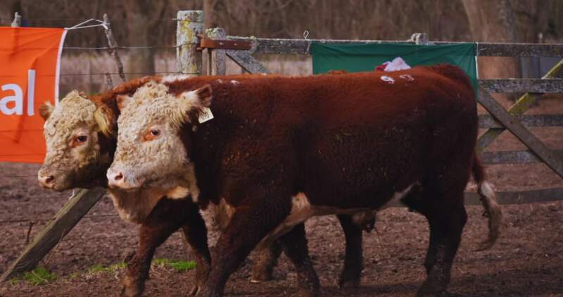 La experiencia fue impulsada por la Asociación Argentina de Criadores de Hereford, el INTA, INTeA y actores del sector