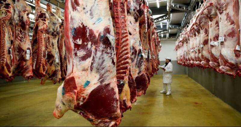 En los últimos 25 años, los primeros seis meses concentraron en promedio el 49% de los animales enviados a frigorífico