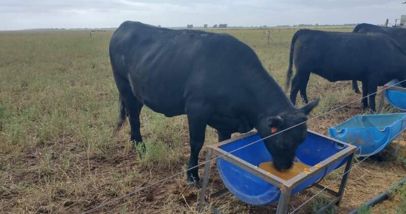 Los resultados muestran que preservan la calidad, la inocuidad y la estabilidad del producto, al tiempo que contribuyen a una producción de carne más sostenible