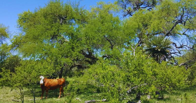 Especialistas del INTA brindan asistencia técnica con el objetivo de fortalecer la producción