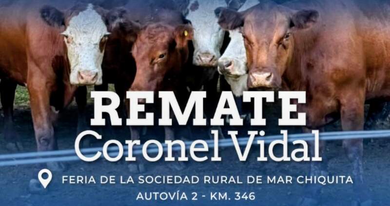Gordo, invernada y cría