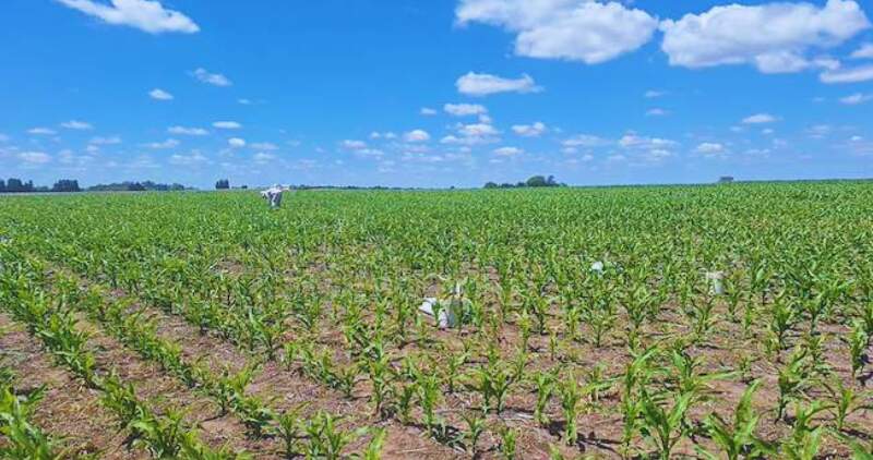 El exceso de humedad preocupa a los productores