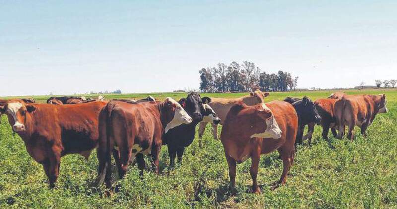 Mejorar la productividad para aprovechar las oportunidades comerciales de la carne argentina
