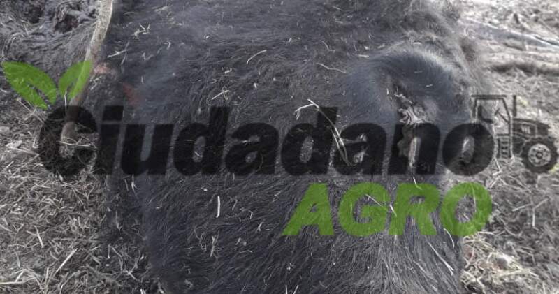 Sujetos ignorados ingresaron al establecimiento rural que se encuentra a dos kilómetros de la caminera de ruta 2, para carnear al animal de 400 kilos.