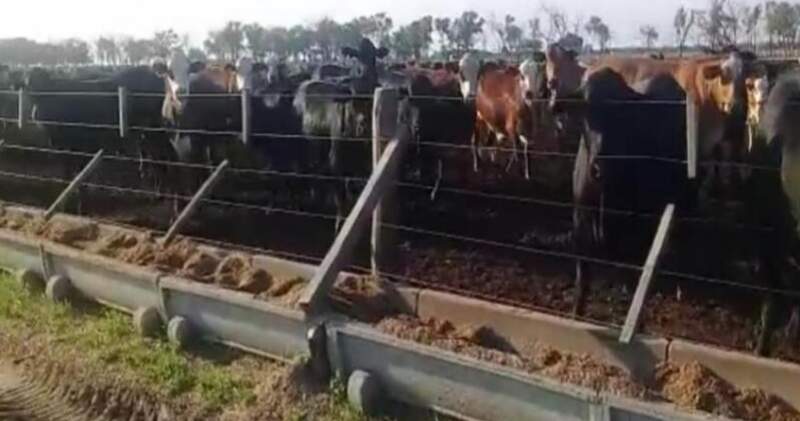 La situación se dio en un allanamiento por la causa en la que está señalado el empresario Luis Magliano y en la que se investiga la sustracción de 3.500 vacunos. 