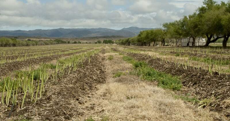 La cátedra de Climatología y Fenología Agrícolas proyectó que “con un 80% de probabilidad, la neutralidad de La Niña se mantendría durante los meses de abril, mayo y junio”.