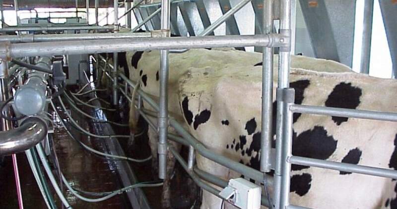 En Olavarría se produce leche y sus derivados todos los días, todo el año sin descanso 