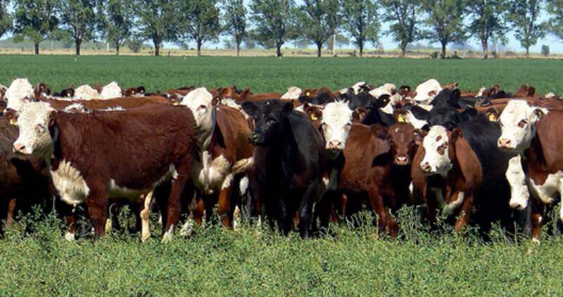 El 80% de los productores con más de 300 vacas de la provincia de Buenos Aires  ya cumplió con la Determinación Obligatoria del Estatus Sanitario (DOES) 