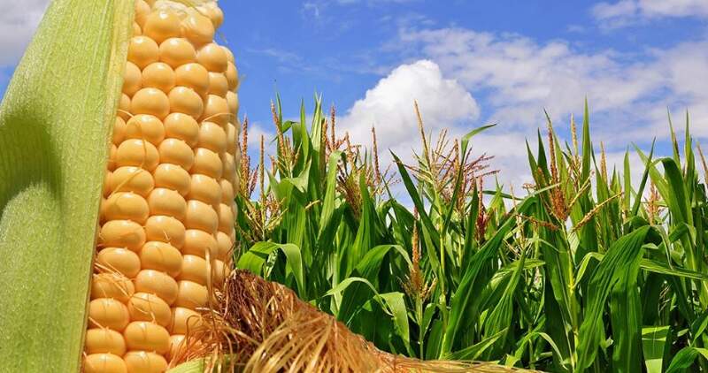 Con un progreso de 2,3% del área estimada para esta campaña de maíz con destino grano comercial 2021/2022, se dio inicio formal al nuevo ciclo productivo del cereal.