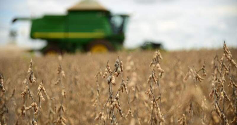 Sudamérica producirá más de la mitad de la soja del mundo 