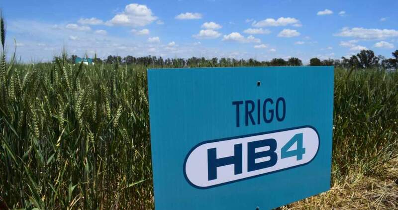El Ministerio de Agricultura deberá publicar toda la documentación sobre el Trigo HB4 y organizar un mecanismo que permita a la ciudadanía denunciar o aportar información