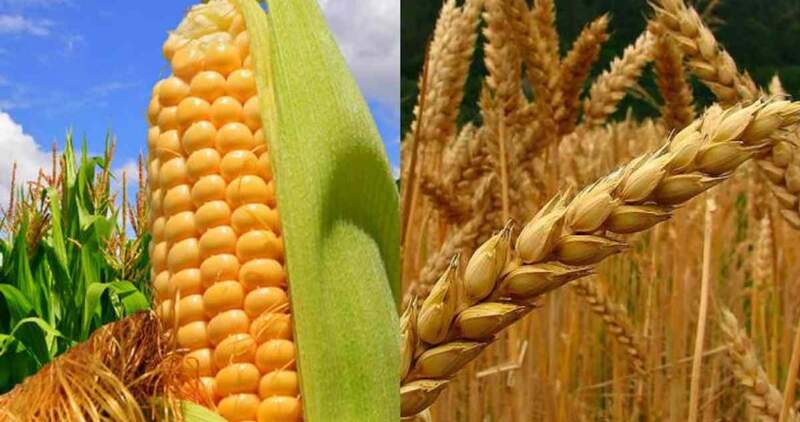 El Gobierno creó un sistema de seguimiento y control de las exportaciones de trigo y maíz