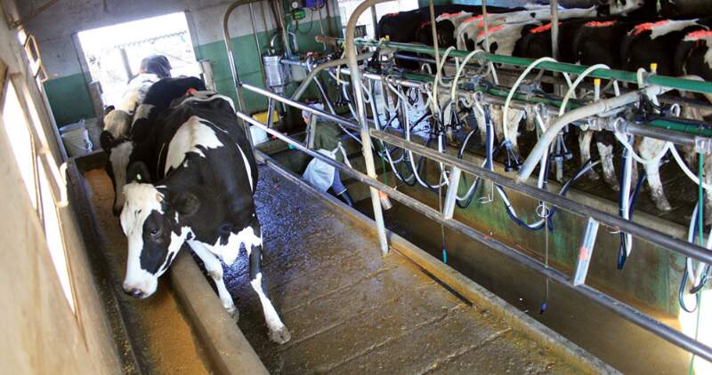 Tecnología mejora la producción de las vacas lecheras sin el uso de antibióticos