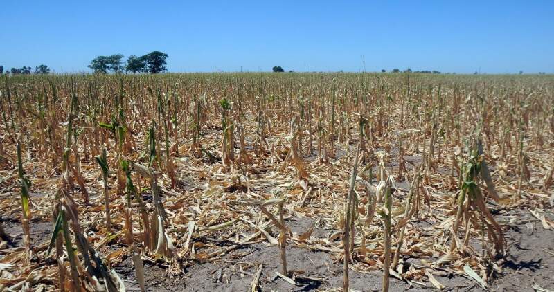 La sequía recorta la producción de maíz y soja
