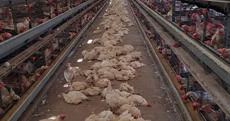 Cuantiosas pérdidas económicas en los criaderos avícolas de General Pirán por las altas temperaturas, hay pérdidas de hasta el 50% de los animales