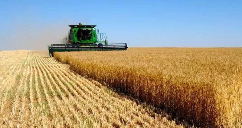 Aporte de divisas del trigo sería 50% superior al año pasado