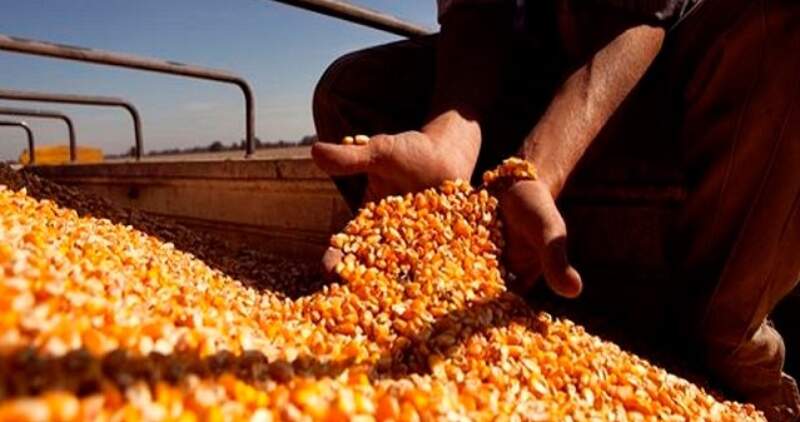Bajan los rindes del maíz por la sequía