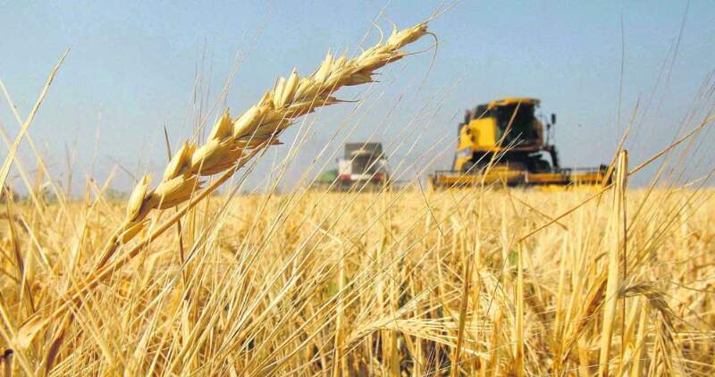 El trigo bonaerense realizará el mayor aporte a la cosecha nacional 