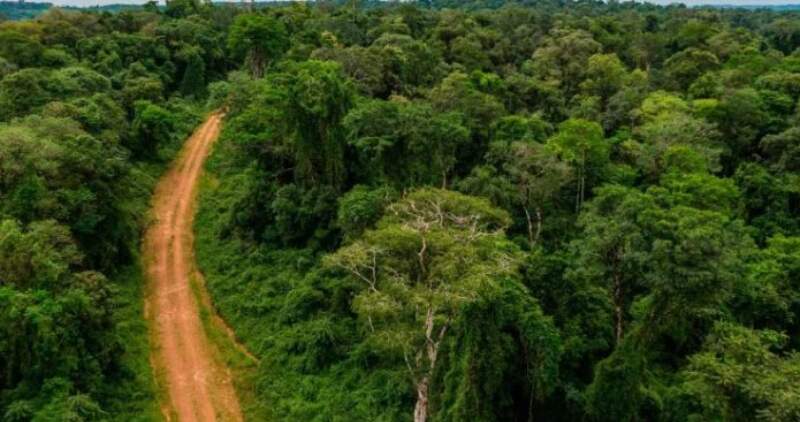 Argentina tiene actualmente un patrimonio de alrededor de 50 millones de bosques nativos y 1,3 millones de hectáreas de plantaciones forestales