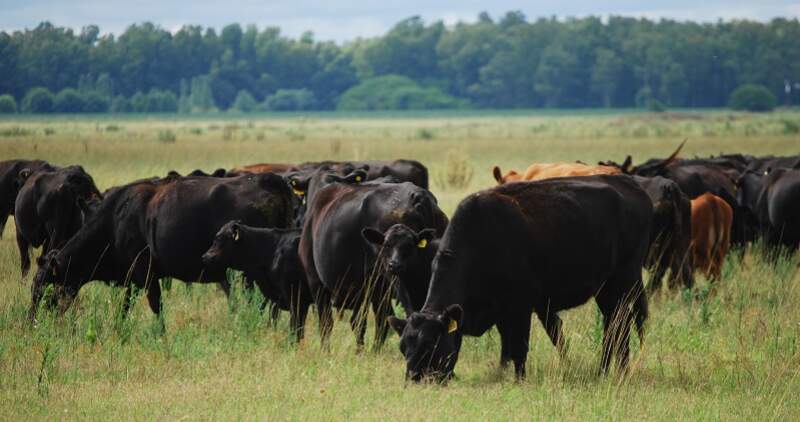 El buen manejo forrajero, nutricional, sanitario y reproductivo hace posible incrementar, en forma gradual y sostenida, la producción de terneros