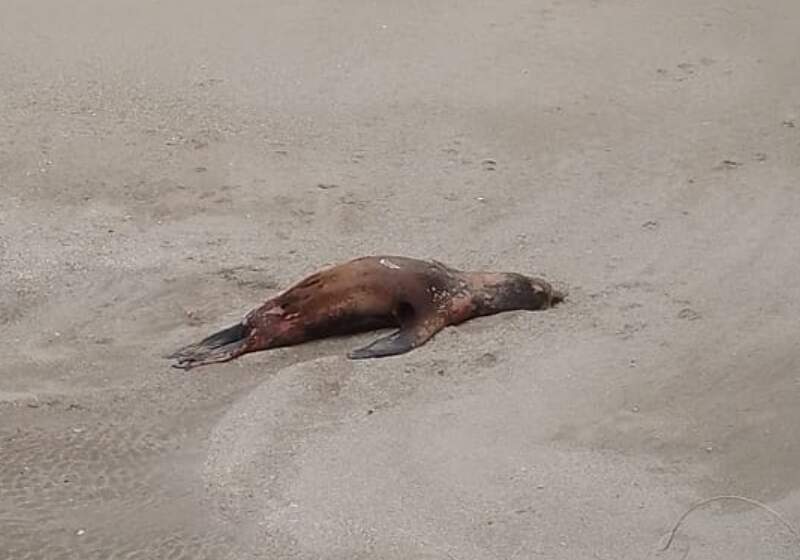 Se trata de un brote que afecta a los mamíferos. Se recomienda no bajar a la playa.