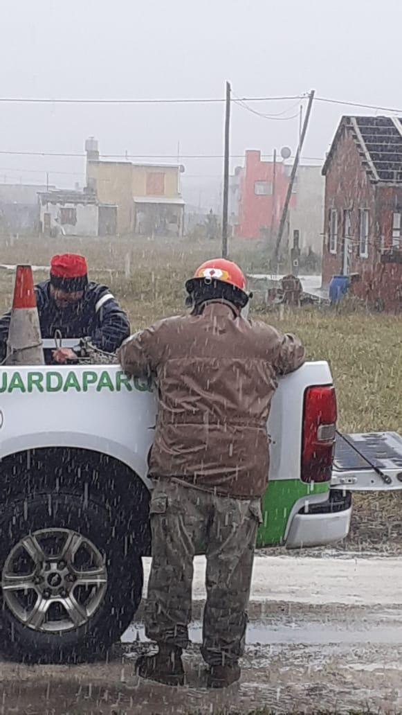 Un carpincho suelto por Camet Norte