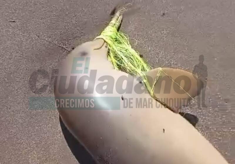 Este martes por la mañana se difundieron imágenes de una lamentable situación en las playas de las costas marchiquitenses.