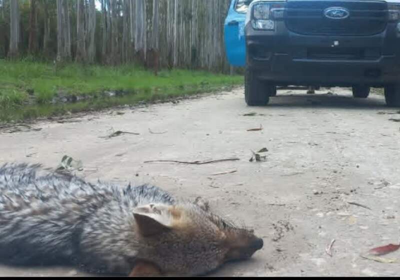 El hecho generó preocupación ya que se trata de un animal que cada vez se ve menos en nuestra región. Las autoridades piden que se "tome conciencia". 