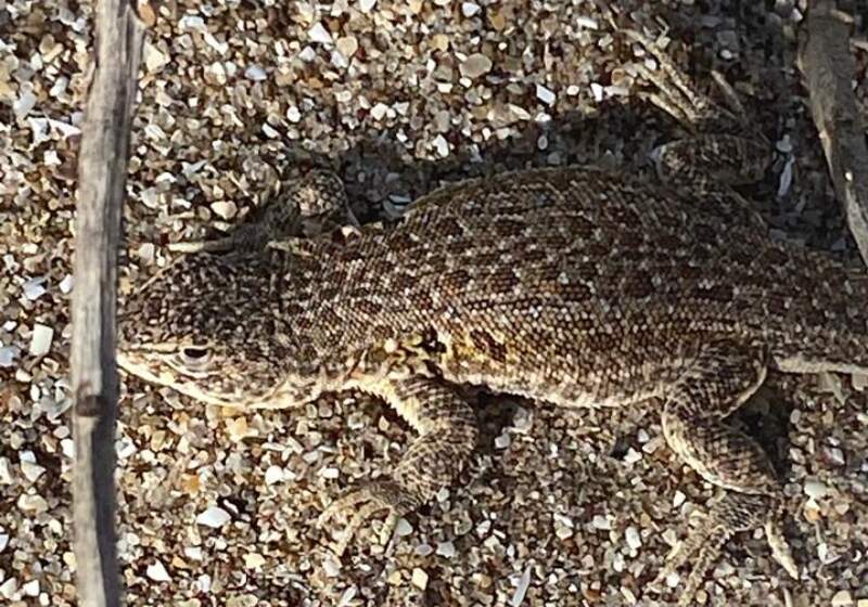  Se trata de una especie endémica que habita exclusivamente en las dunas costeras y cuya presencia se ha vuelto excepcional en los últimos años.