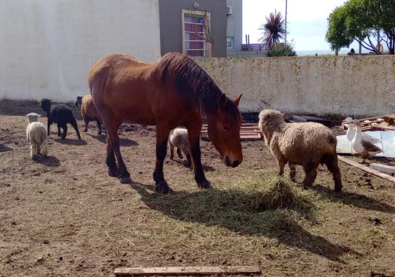 Vecinos pidieron inspección y clausura de un predio con animales en zona no permitida, a pocos metros de la costanera.