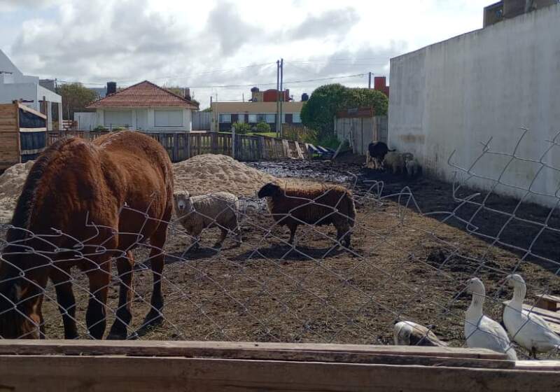 Tras las inspecciones, se anunció que continuará con la actividad y afrontará las sanciones. En redes circularon imágenes de un animal muerto.