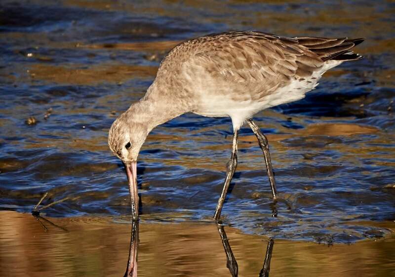 El evento se realizará el sábado 15 y domingo 16 de noviembre en la Albufera, con talleres, salidas y exposiciones.