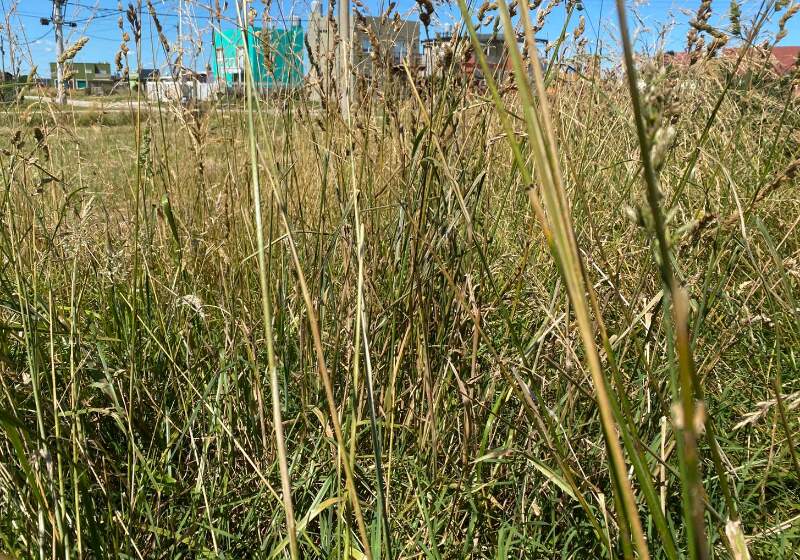 La medida impulsada por Walter Wischnivetzky y Fabián Jacquet aplicará cargos en la boleta a quienes no mantengan sus lotes en condiciones.