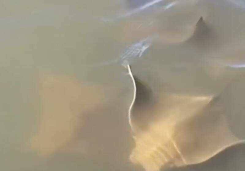 En redes sociales se difundió un video grabado en la Reserva de la Biosfera, donde se observó fauna marina en plena actividad.