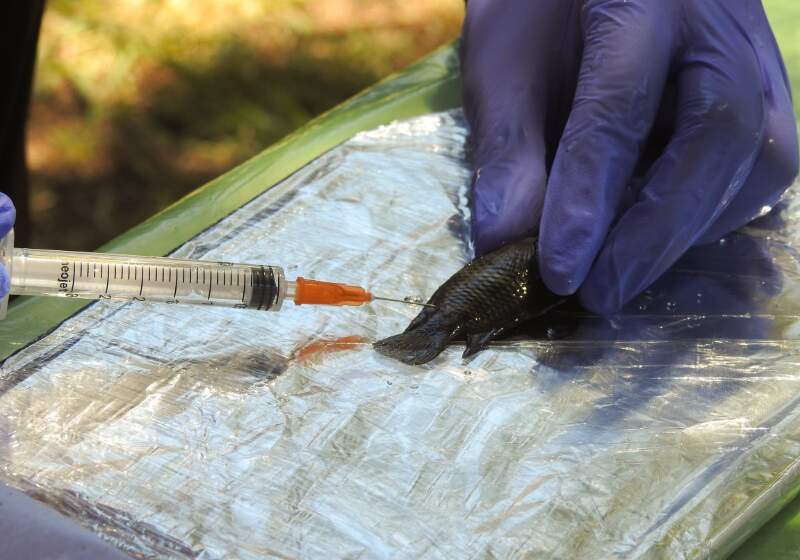 El equipo del Lic. Gastón Ojeda Rossi comenzó las tareas para evaluar la salud de peces nativos mediante técnicas no letales, con acompañamiento de la Secretaría de Ambiente.