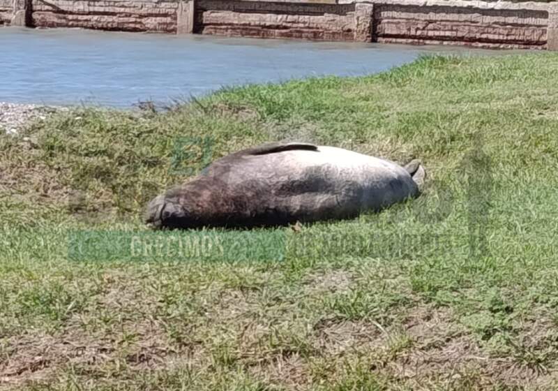 El ejemplar apareció en la zona del arroyo El Cangrejo y el sector fue vallado para su protección.