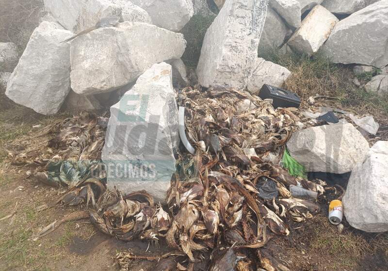 La concejal presentará este miércoles un proyecto para exigir la limpieza del predio denunciado por olores, residuos y falta de controles ambientales.