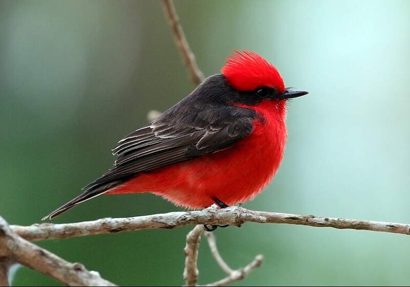 La propuesta online ofrece cinco módulos introductorios, examen final y certificado avalado por el Ministerio de Turismo de la Nación.