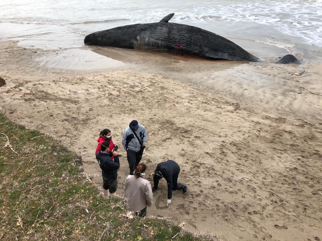 Se robaron la mandíbula y los dientes del cachalote de Camet Norte