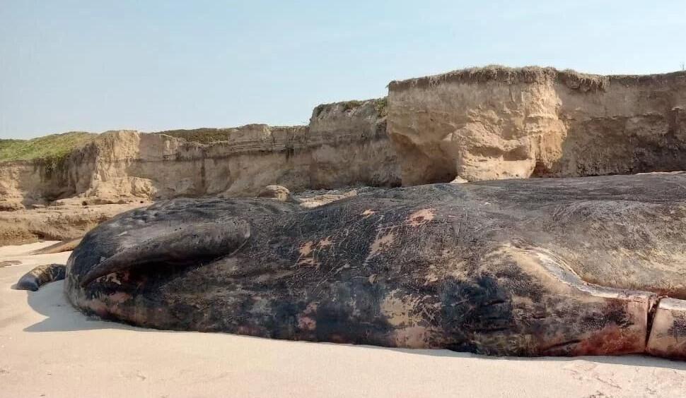 Se robaron la mandíbula y los dientes del cachalote de Camet Norte