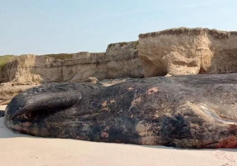 El animal que varó el pasado 7 de agosto sigue en la playa y comenzaron a desmembrarlo: “Está siendo vandalizado”, afirmaron desde Fauna Argentina.