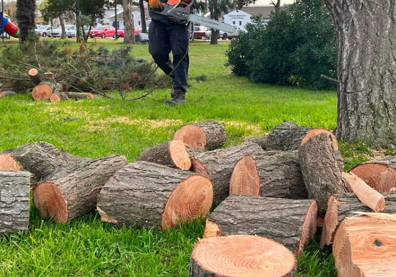 Personal autorizado intervino sobre árboles con riesgo. Se realizará una nueva jornada en Plaza Carranza.