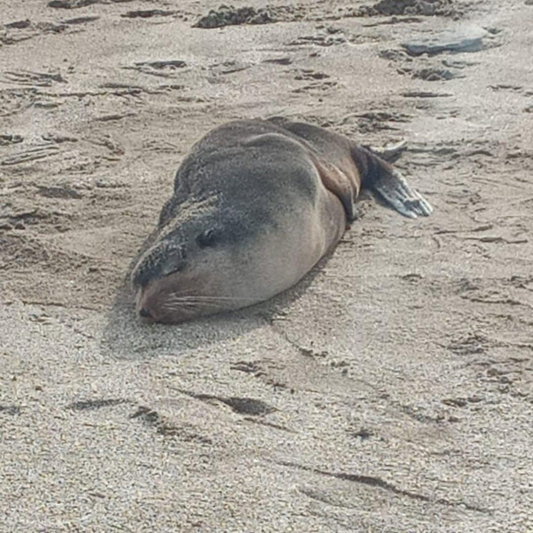La Reserva Mar Chiquita relevó fauna y halló un VANT en el frente marítimo