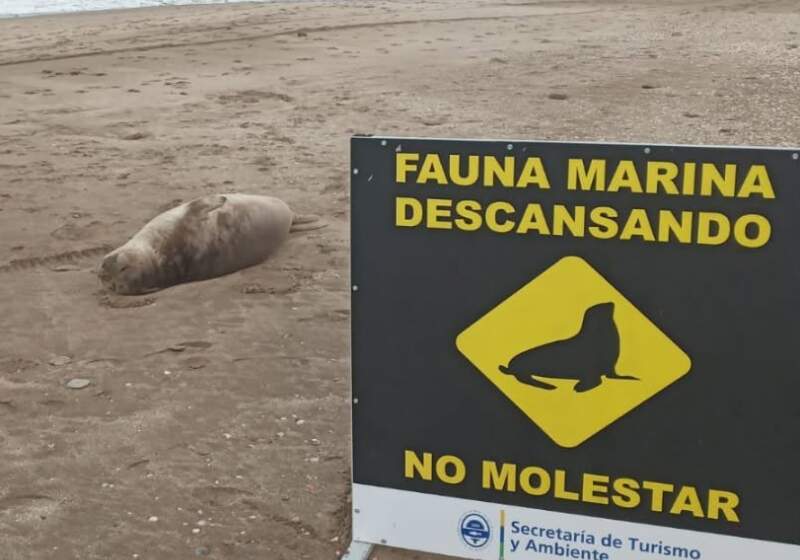 Se registraron ejemplares de distintas especies y un dispositivo aéreo sin funcionamiento.