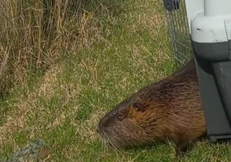 Guardaparques trasladaron al animal a la Reserva Natural luego de ser hallado en la entrada de una vivienda de la localidad.